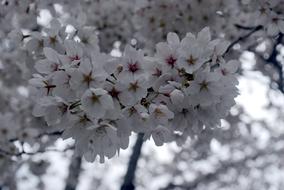 ravishing Tree Cherry Blossom