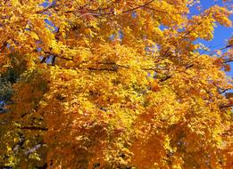 impressively beautiful Leaves yellow