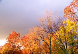 photo of autumn trees against a rainy sky