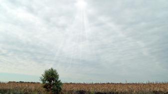 perfect Indiana Corn Field