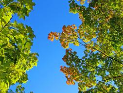 Autumn Fall Trees green red