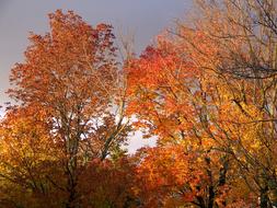 Fall Colors in the forest on a cloudy day