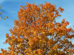 orange autumn maple against the blue sky