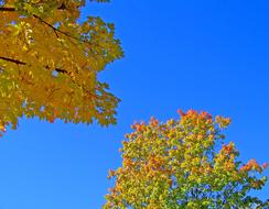 Autumn Leaves Fall and blue sky