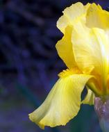 unusually beautiful Iris Yellow Flower