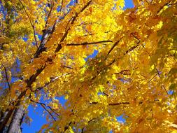 Autumn Fall Maple sun