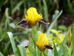 magnificent Iris yellow Flower