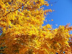 Autumn Fall Trees yellow gold
