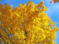 nice Yellow Maple Tree