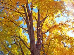 goodly Autumn Fall Maple