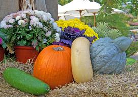 Gourds Pumpkins and Flowers