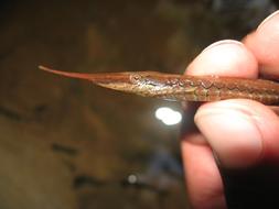 small long fish in hands close-up