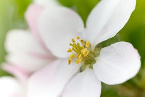 Apple Blossom, macro