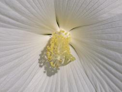 absolutely beautiful Hibiscus Flower White