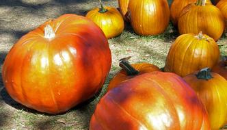 Pumpkins Autumn orange