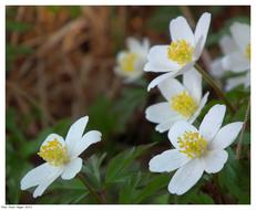Anemone Nemorosa, blooming plants in wild