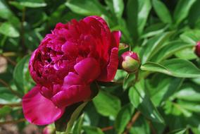 red fluffy Peony Flower and bud