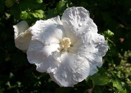 absolutely beautiful Hibiscus Flower