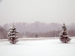 evergreen trees in winter