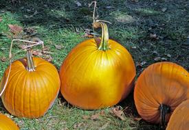 orange Pumpkins Autumn Fall