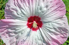 goodly Hibiscus Flower Pink