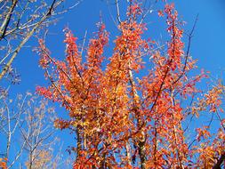 Autumn Fall Leaves red orange