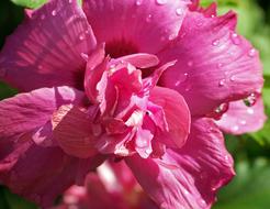raindrops on pink peony