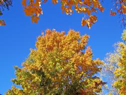 Autumn Fall Trees yelloe green
