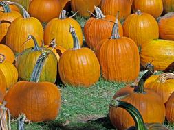 lot of Pumpkins on lawn