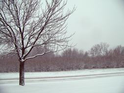 Snow Trees forest