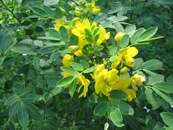 yellow buds on a green wild shrub