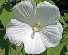 ravishing Hibiscus Flower White
