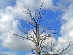 Tree Dead and white cloud