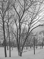 Snow Trees Christmas forest