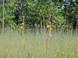 ravishing Field Weeds Trees