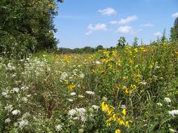 extraordinarily beautiful Field Weeds Summer