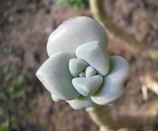 Succulent Buds white