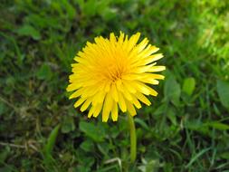 goodly Yellow Dandelion Grass