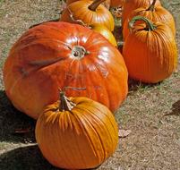 orange Pumpkins Autumn