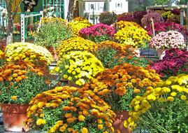 colorful potted chrysanthemums outdoor