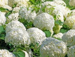 wonderful Snowball Bush