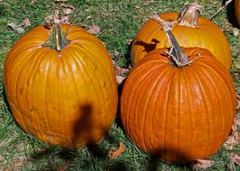 impressively beautiful Pumpkins Autumn Fall