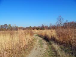 Path Field