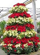 Poinsettias Flowers Christmas tree