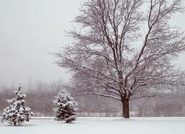 goodly Snow Evergreen Trees