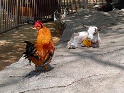 Young Goat and hen