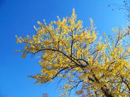 yellow tree top on the blue sky