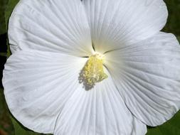 goodly Hibiscus Flower White