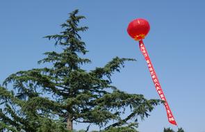 red chinese lantern and green spruce against blue sky