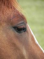 macro photo eyes of a brown horse